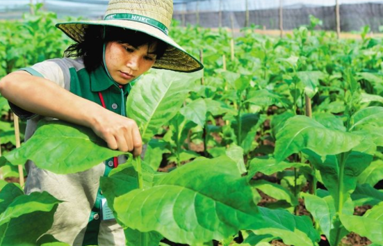 烟叶种植技术有什么技巧 最全的烟叶种植过程24节气歌