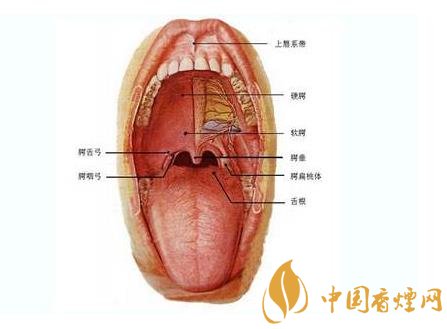 嘴巴内部图图片
